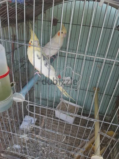 قص كوكتيل شغال و2 نتايه ازابيل  ومصبع كلهم ب 2000 نهائى لسرعة البيع