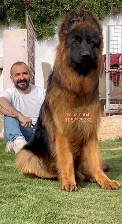 اجمد كلب جيرمن مستورد فمصر Male germanshepard
