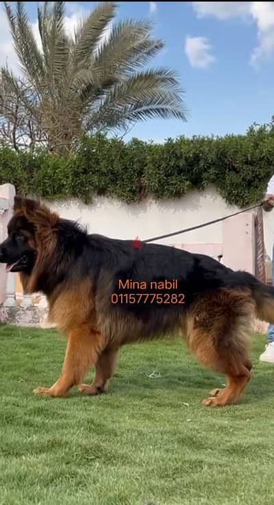 اجمد كلب جيرمن مستورد فمصر Male germanshepard