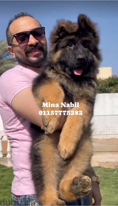 اجمد جراوى جيرمن اهالى مستورده puppies
