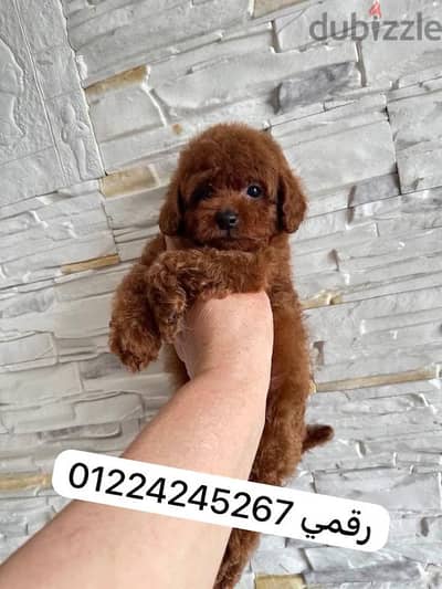 tea cup _puppy _ poodle