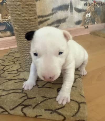 Standard bull terrier female from Russia - كلاب - 204604377