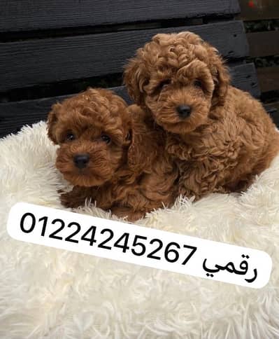 poodle tea cup puppy