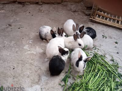 ارانب بلدى