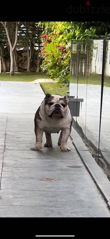 English bulldog for sale
