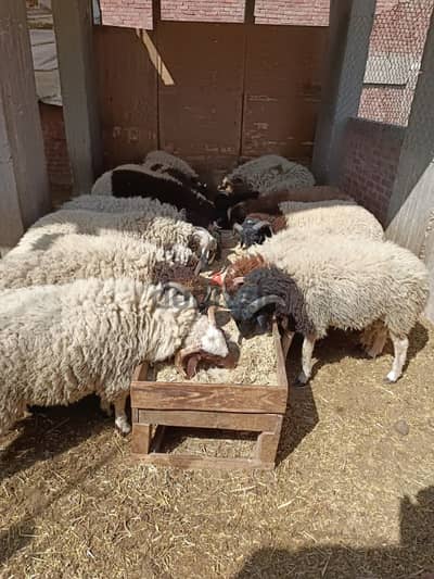 خرفان برقي