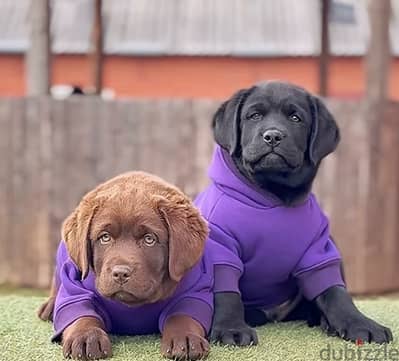 champion bloodline Labrador puppies from best kennels لبرادور
