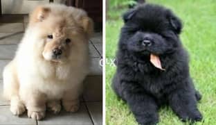( The best ) chow chow ever  تشاو تشاو 0