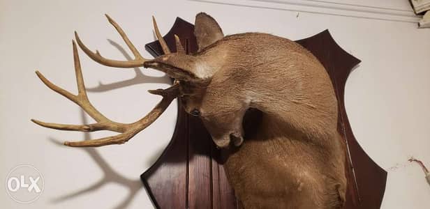Deer head trophy رأس غزال امريكى حجم كبير