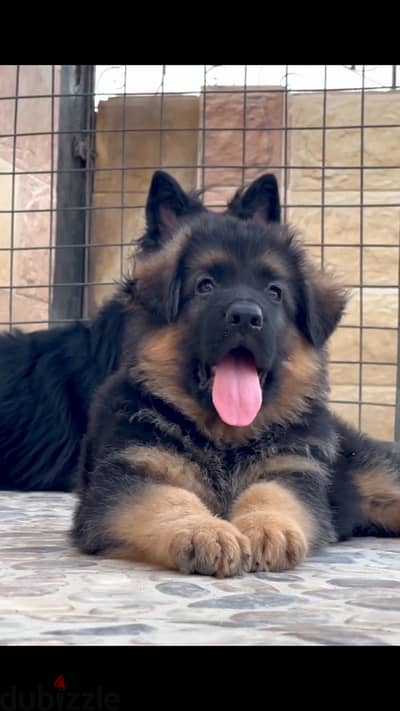 German Shepherd Puppies Now in Egypt | FCI Documents Available