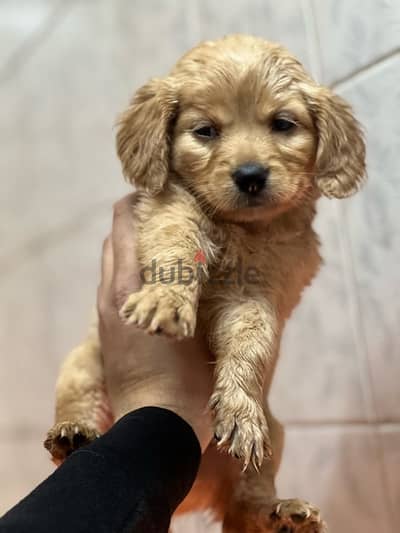 golden retriever puppy