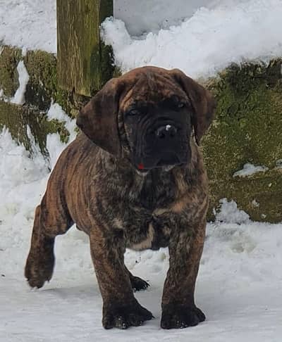Imported champion bloodline Boerboel puppies , SUPER quality