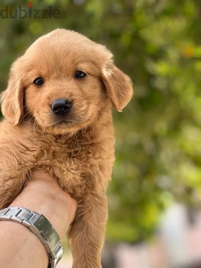 golden retriever bugs and worms
