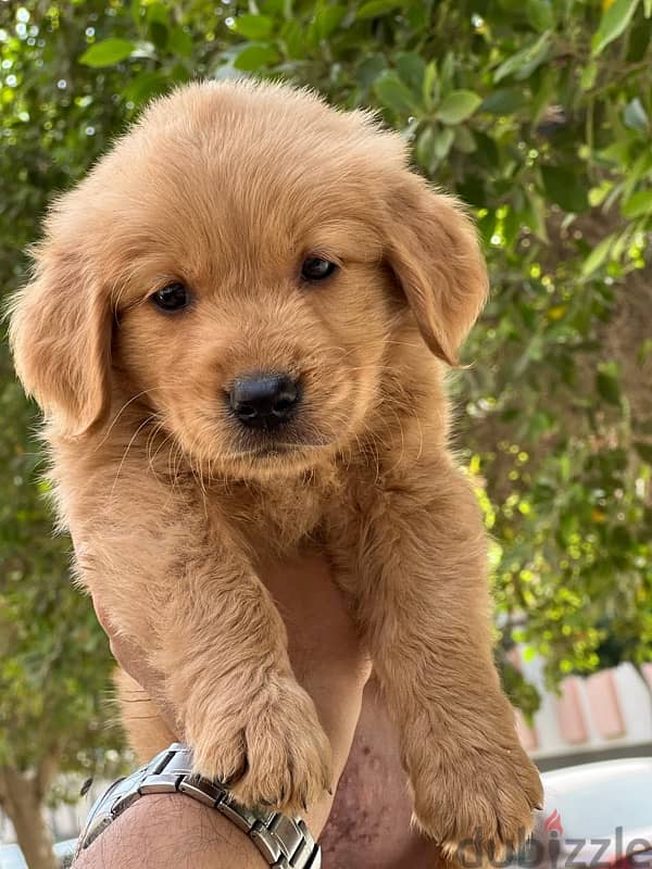 golden retriever bugs and worms 1