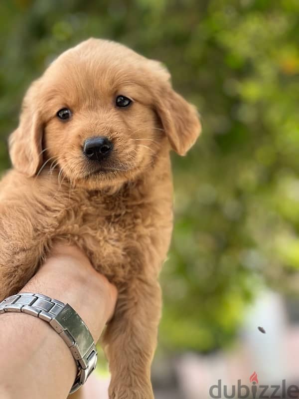 golden retriever bugs and worms 2