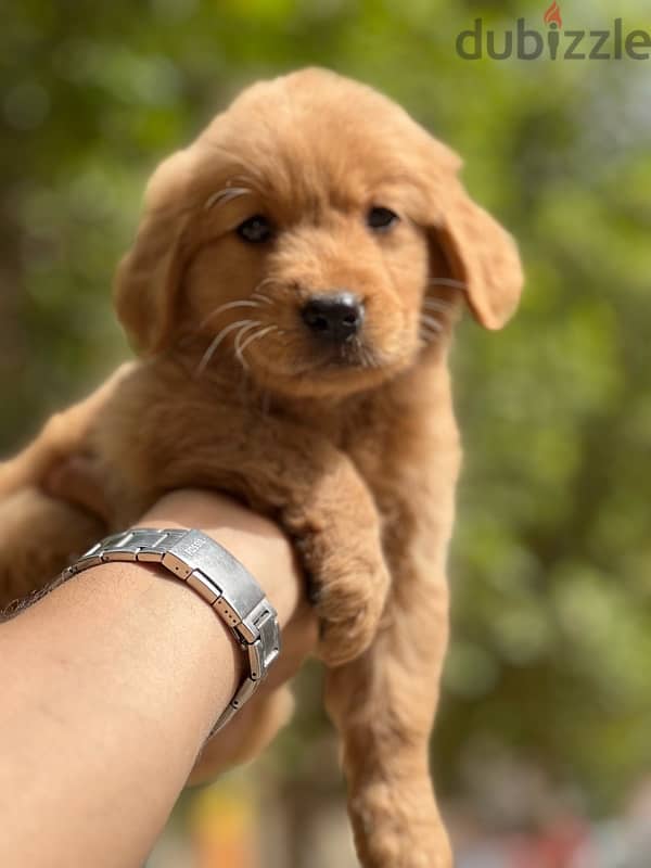 golden retriever bugs and worms 3