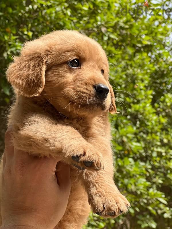 golden retriever bugs and worms 4