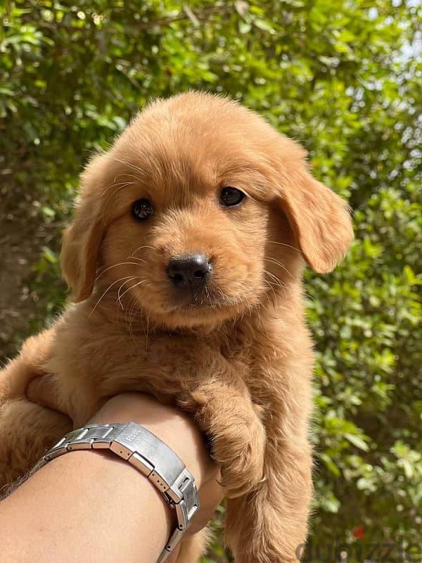 golden retriever bugs and worms 5