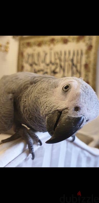 ببغاء زنجباري بغبغان كاسكو زنجبارى فرخ مصرى African gray parrot