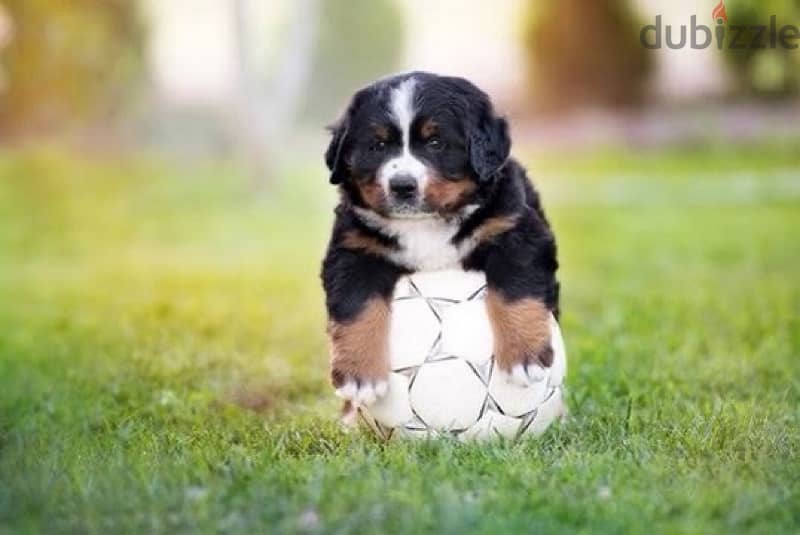 Bernese Mountain Dog Puppies 1