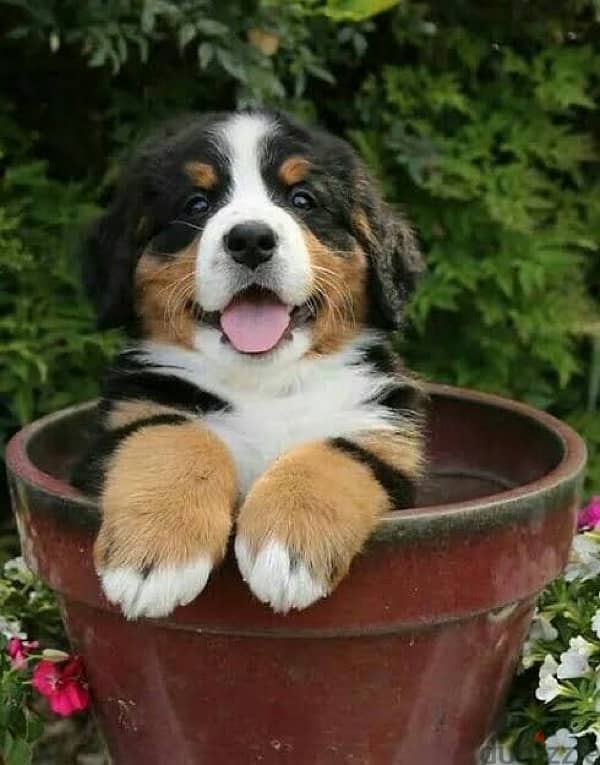 Bernese Mountain Dog Puppies 2