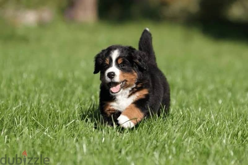 Bernese Mountain Dog Puppies 3