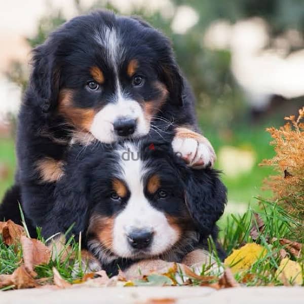 Bernese Mountain Dog Puppies 4