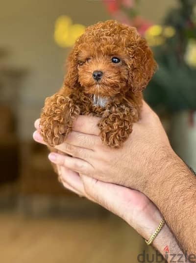 Toy Poodle Puppies