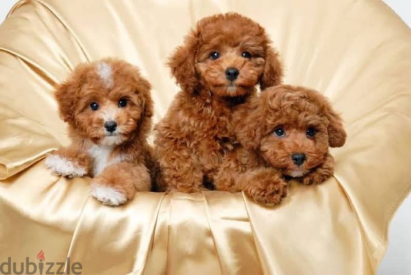 Toy Poodle Puppies 1