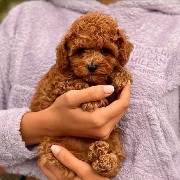 Toy Poodle Puppies 2