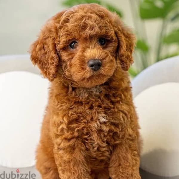 Toy Poodle Puppies 3