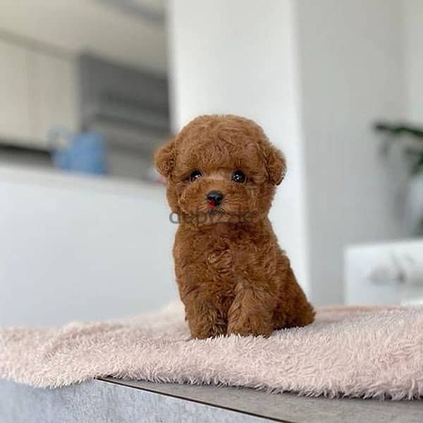 Toy Poodle Puppies 4