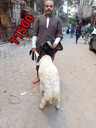 عرض  خروف 60 كيلو 11000 بدل 13000  موجود اي كمية يوجد دبح بالمنزل