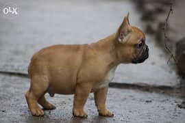 amazing puppy french Bulldog 2 months from Ukraine 0