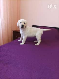 Labrador puppies imported from Europe fci 0