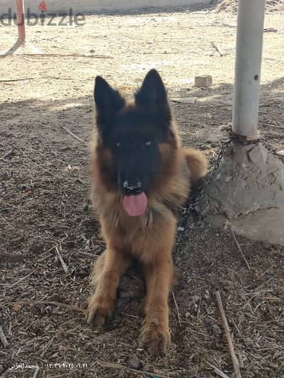 فندق الكلاب Elmansoura Dog Training k9 إستضافة كلبك عندنا