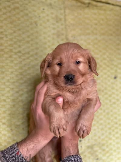 Golden puppy