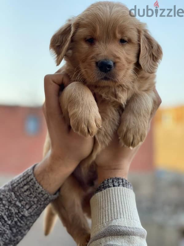 Golden puppy 1