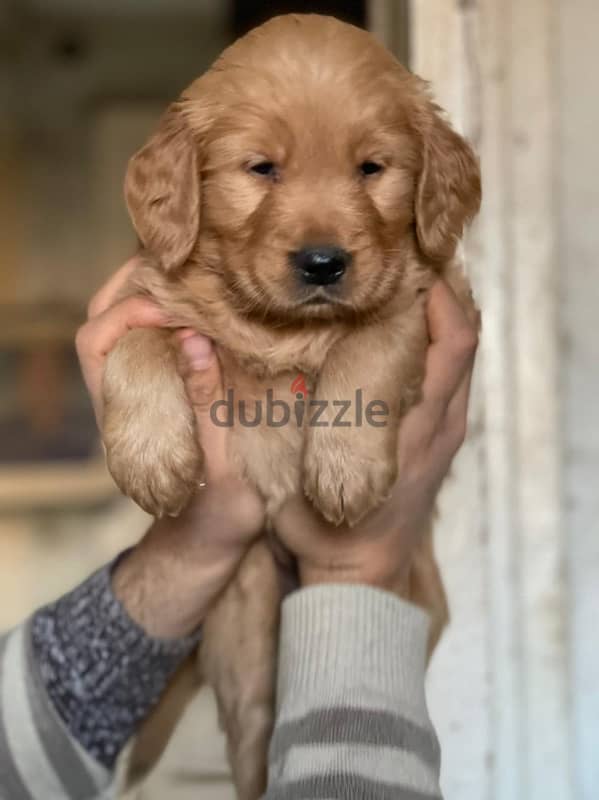 Golden puppy 2