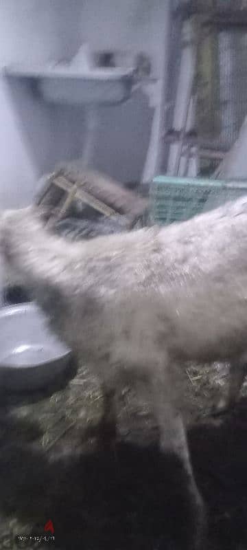 موجود بفضل الله غنم عشار ووالده مجاوز وواحدوتحت عشر