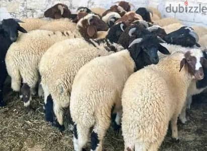 جزار لذبح أضاحي العيد بأقل الاسعار