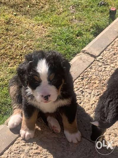 LIMITED NUMBER,bernese mountain pupps born in Egypt from imp. Parents