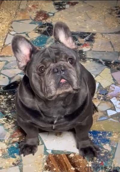 French bulldog for mating only