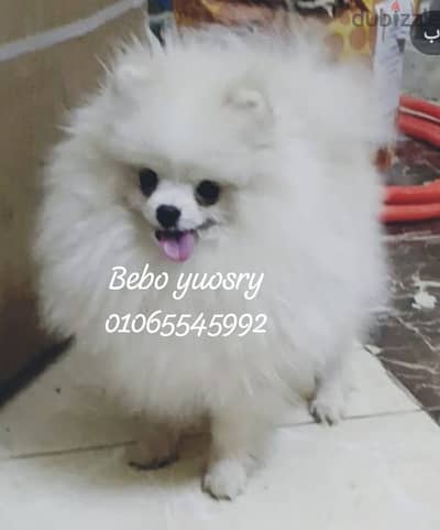 بومرنيان  for mating بومرنيان for mating   toy  بودل Pomeranian