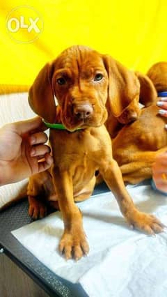 Imported Vizsla puppy from Europe fci 0