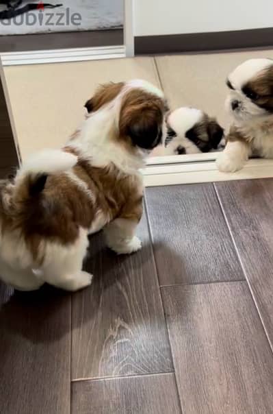 top quality shih tzu puppies شيتزو