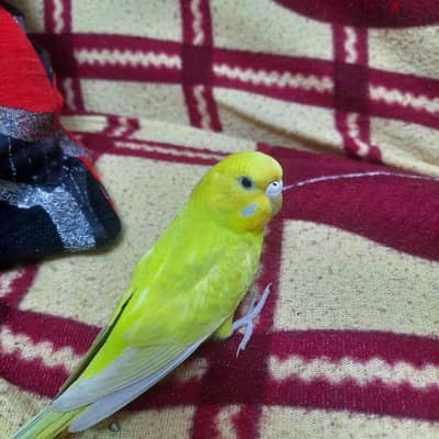 عصافير استرالي  للبيع