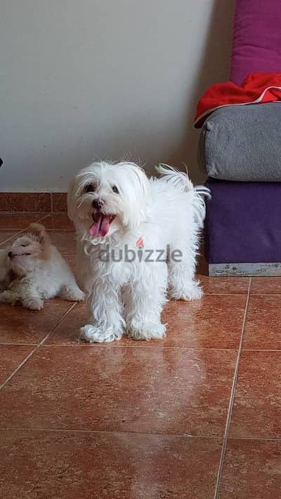 Maltese pure from Russia
