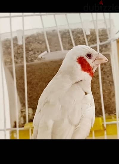 متاح طيور فرخ مصري بفضل الله