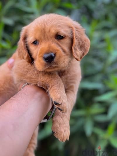 golden retriever puppy vaccinated